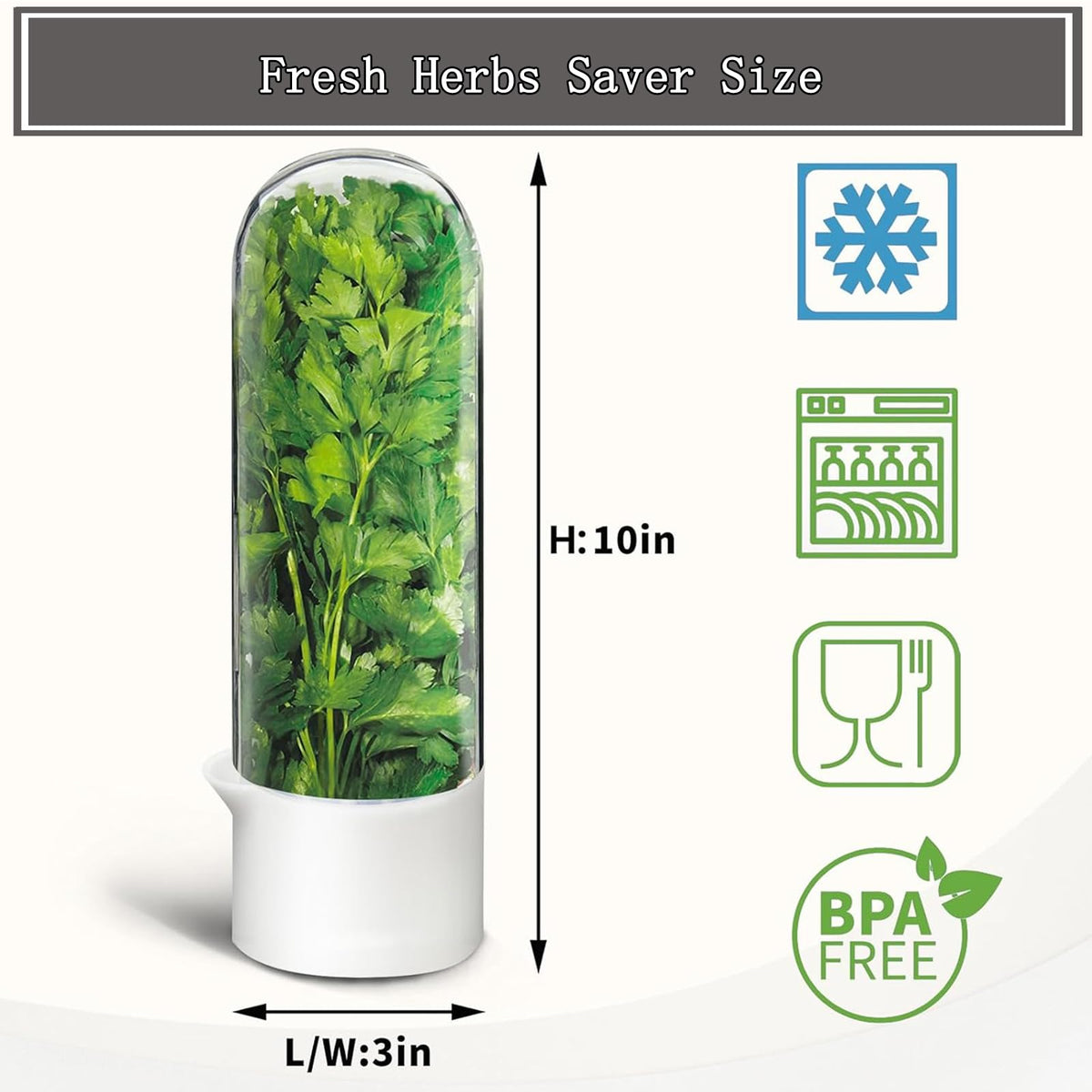 Rkssws cilantro container inside view shows base and water soaking design.